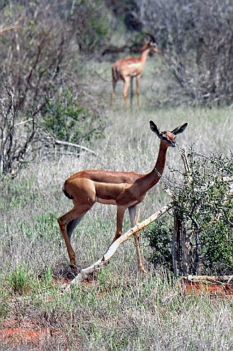 Kenia (456)